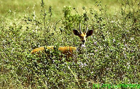 Buschbock oder Schirrantilope