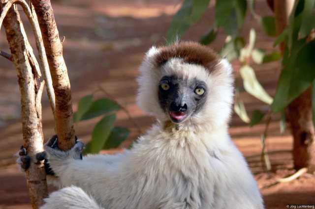 Larvensifaka