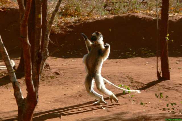 Larvensifaka