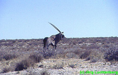 Oryx